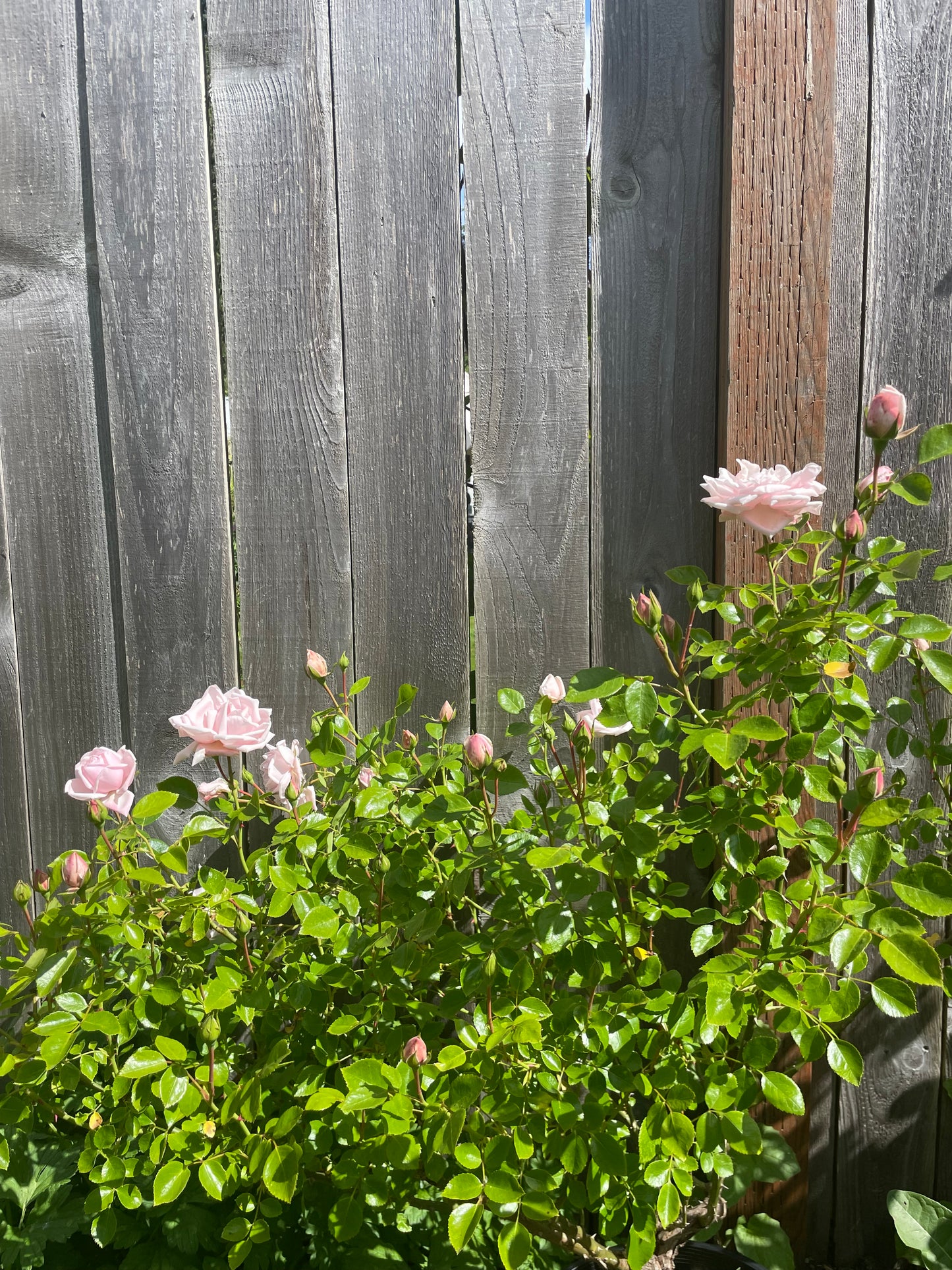 Rose Oil